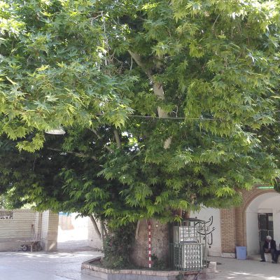 درخت چنار روستای کهنوج معزآباد ثبت ملی شد