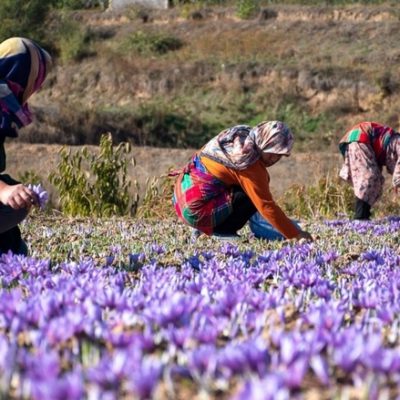 اولین جشن زعفران در راویز رفسنجان برگزار می‌شود
