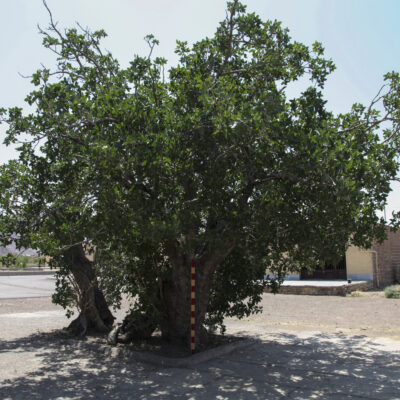 رونمایی از لوح ثبت ملی درختان کهنسال روستای خنامان رفسنجان