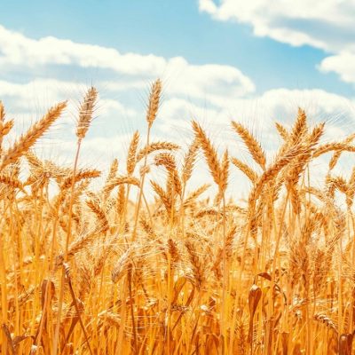 برگزاری نخستین جشنواره گندم شهرستان بردسیر